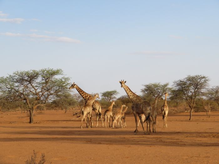 Wildnis Reitsafari am Rande der Kalahari