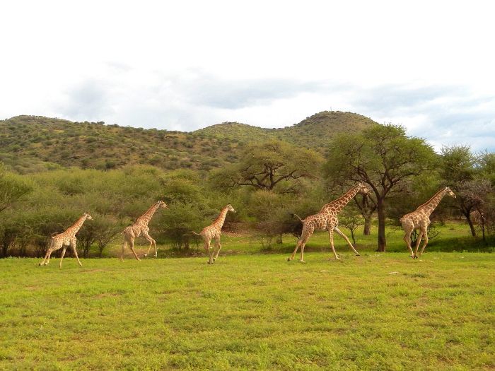 Araber Safari Lodge Namibia