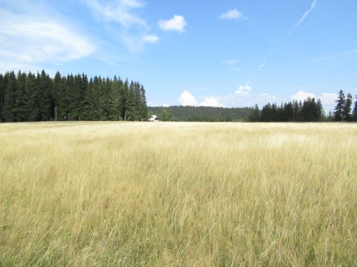Schwarzwald- und Schluchseetrail