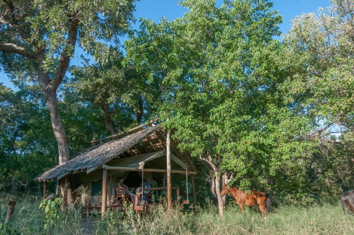 Best of Botswana - Kombi-Reitsafari Tuli und Okavango Unterkunft