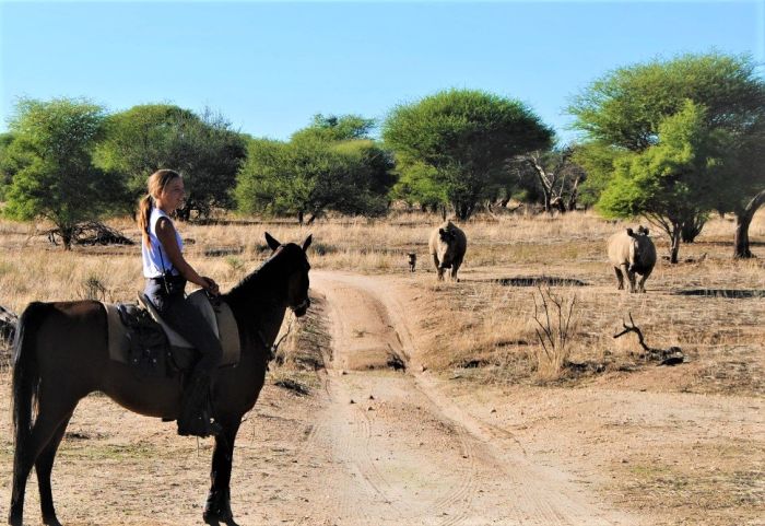 Araber Pferde Safaris in Namibia