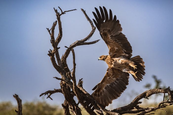 Laikipia Reitsafarai am Mount Kenia