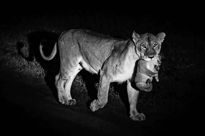 Laikipia Reitsafarai am Mount Kenia