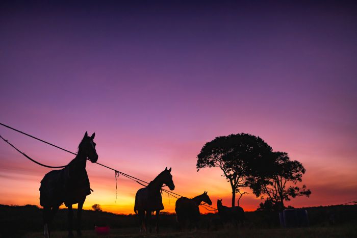 Laikipia Reitsafarai am Mount Kenia