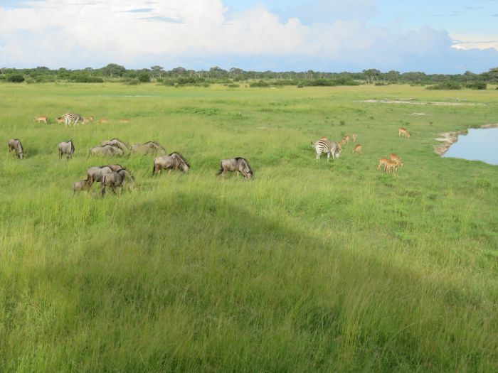 Sambesi Grosswild-Safari