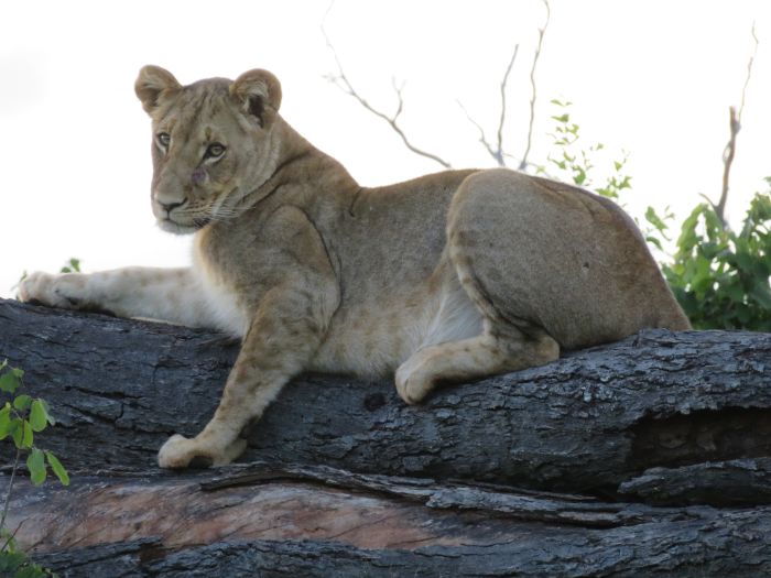 Sambesi Grosswild-Safari