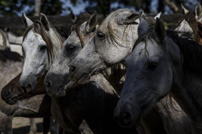 Orinoco Reitsafari