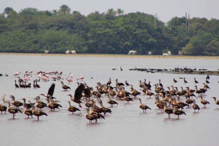 Orinoco Reitsafari