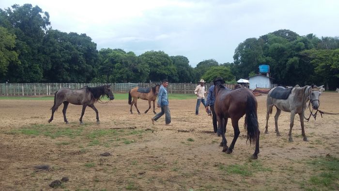 Orinoco Reitsafari