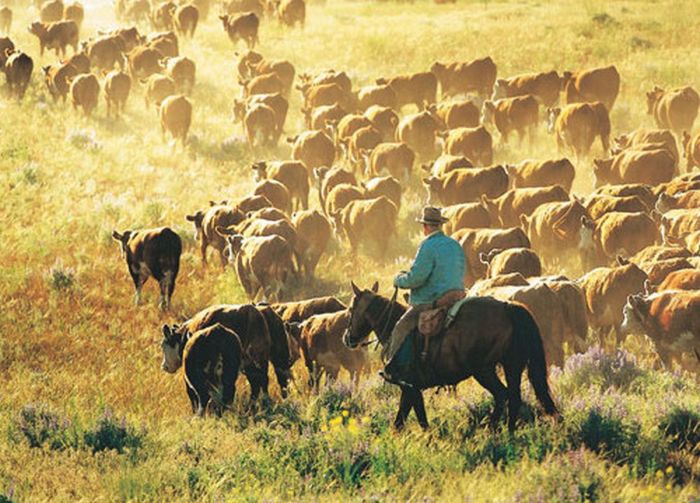 Two Creek Cattle Ranch