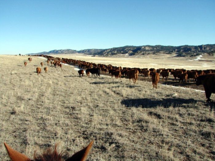 Two Creek Cattle Ranch