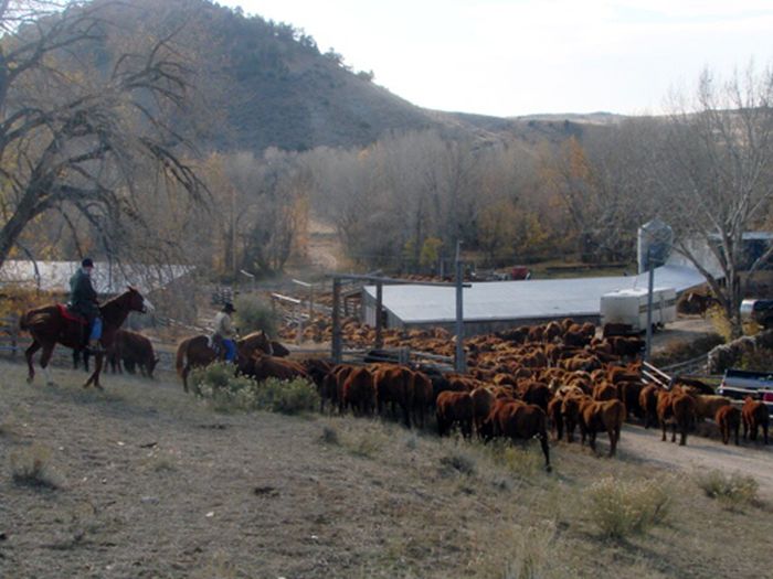 Two Creek Cattle Ranch