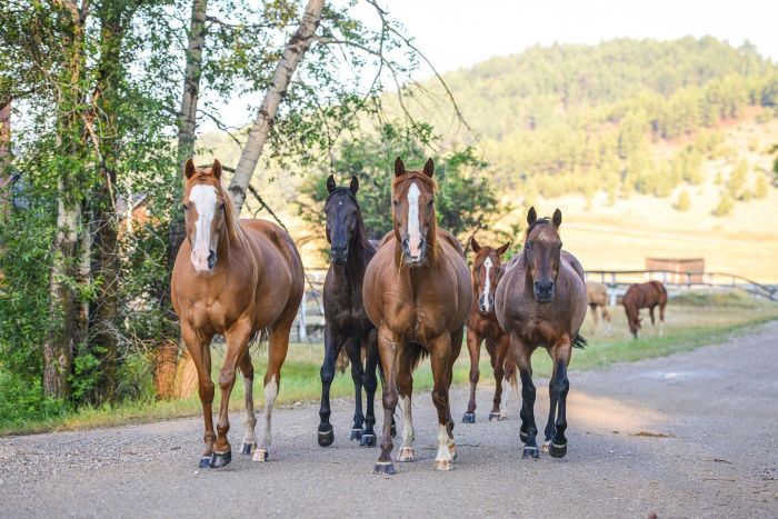 Little Belt Moutnain Ranch