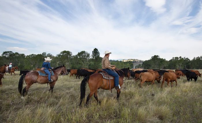 Little Belt Moutnain Ranch