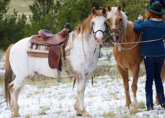 Little Belt Moutnain Ranch