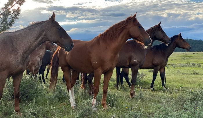 Little Belt Moutnain Ranch