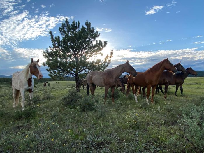 Little Belt Moutnain Ranch