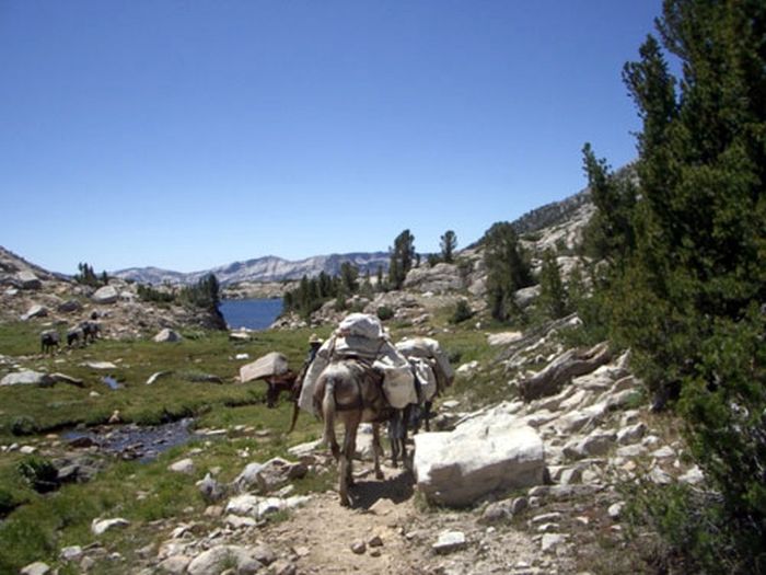 High Sierras Packpferde-Touren