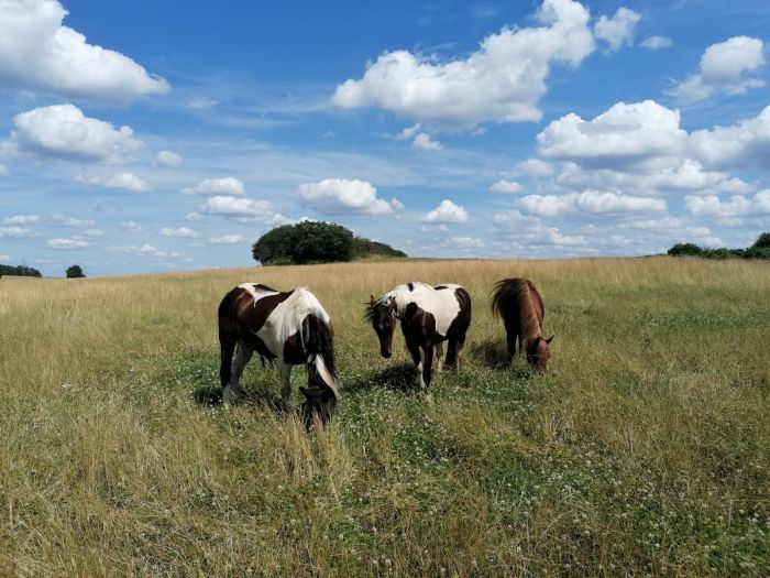 Traumritte im Hunsrück und Nordpfalz