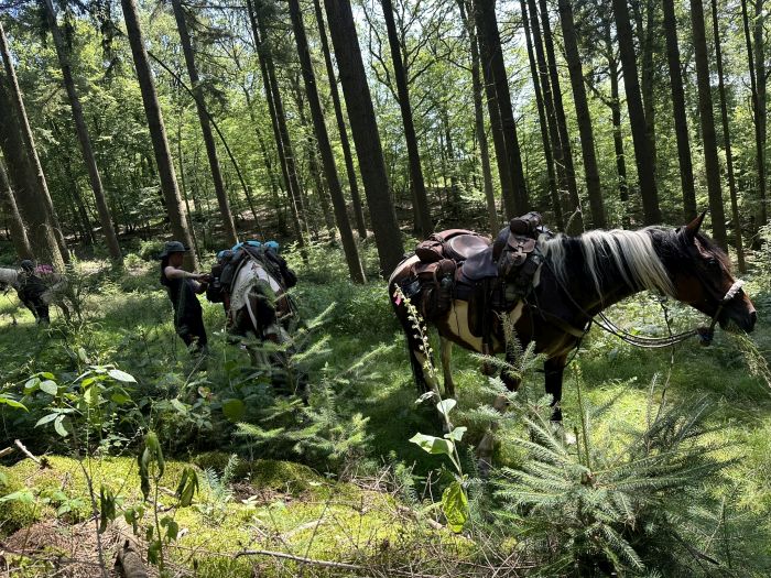 Traumritte im Hunsrück und Nordpfalz