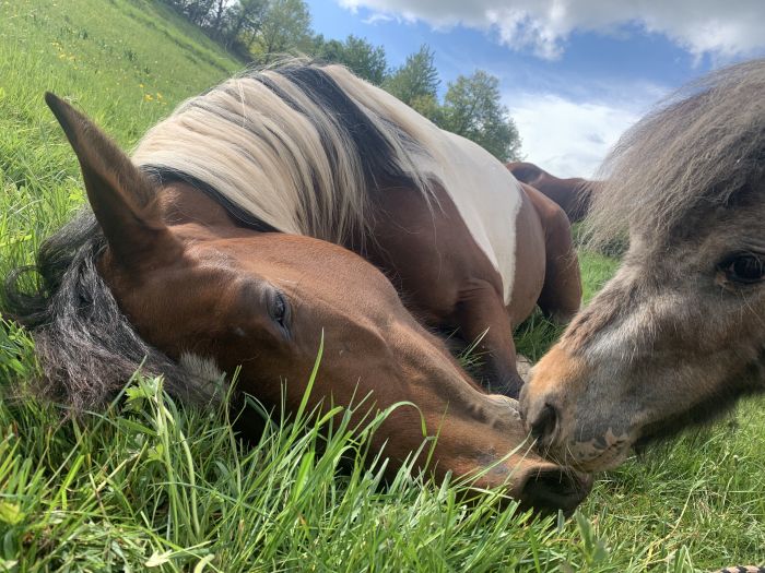 Traumritte im Hunsrück und Nordpfalz