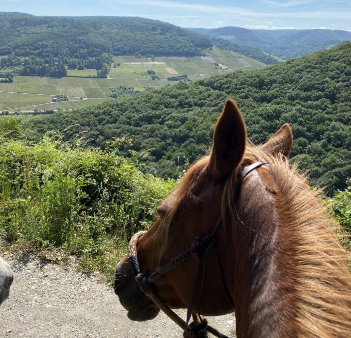 Traumritte im Hunsrück und Nordpfalz