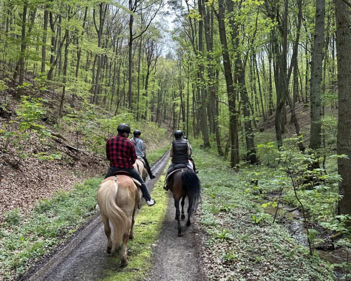 Traumritte im Hunsrück und Nordpfalz