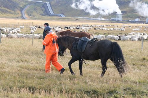 Schafabtrieb auf Island