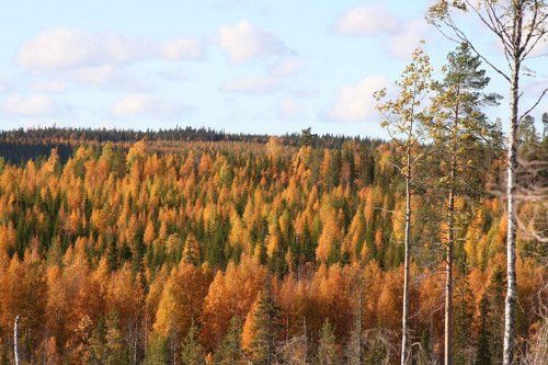 Reit- und Aktivwoche im Herzen Finnlands