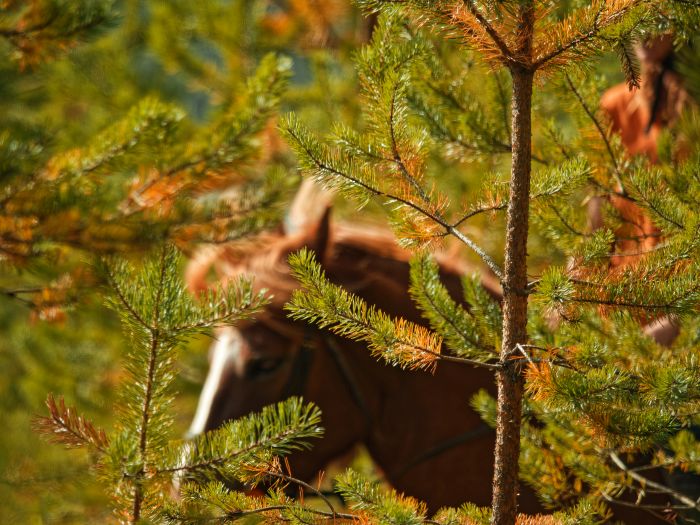 Winterzauber von Nordkarelien in Finnland