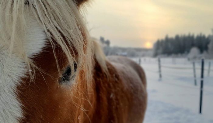 Winterzauber von Nordkarelien in Finnland