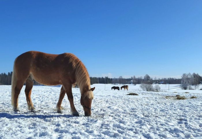 Winterzauber von Nordkarelien in Finnland