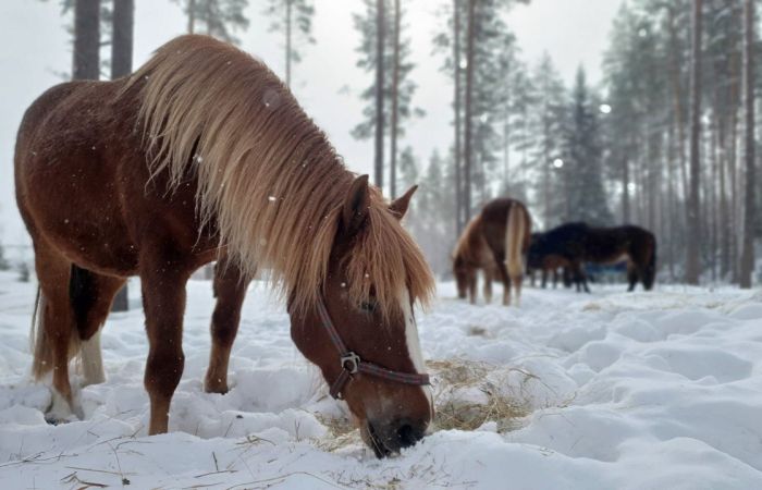 Winterzauber von Nordkarelien in Finnland