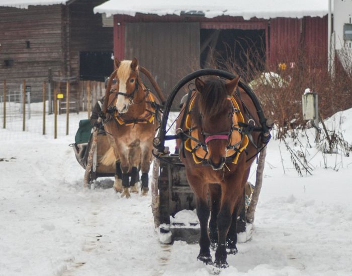 Winterzauber von Nordkarelien in Finnland