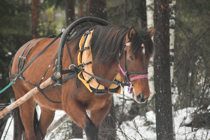 Winterzauber von Nordkarelien in Finnland