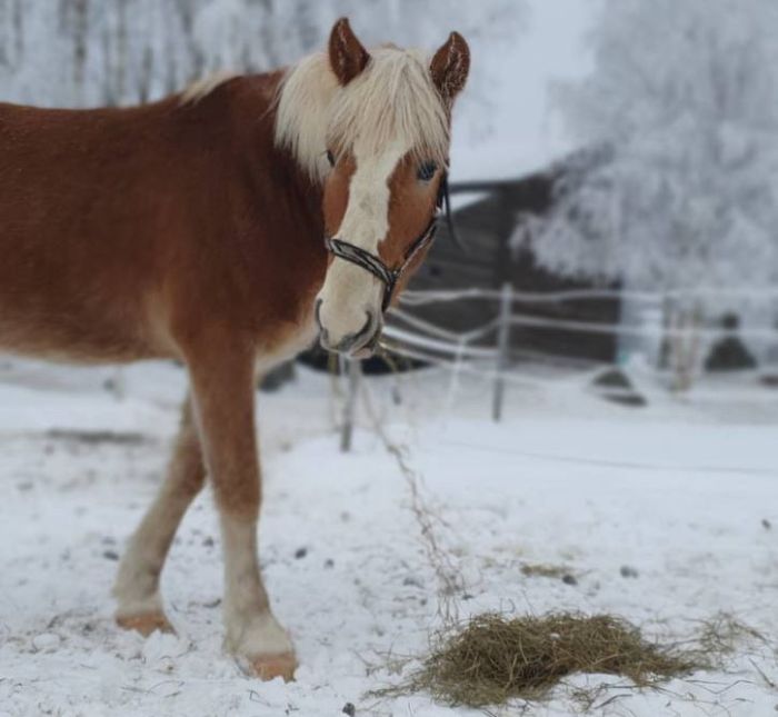 Winterzauber von Nordkarelien in Finnland