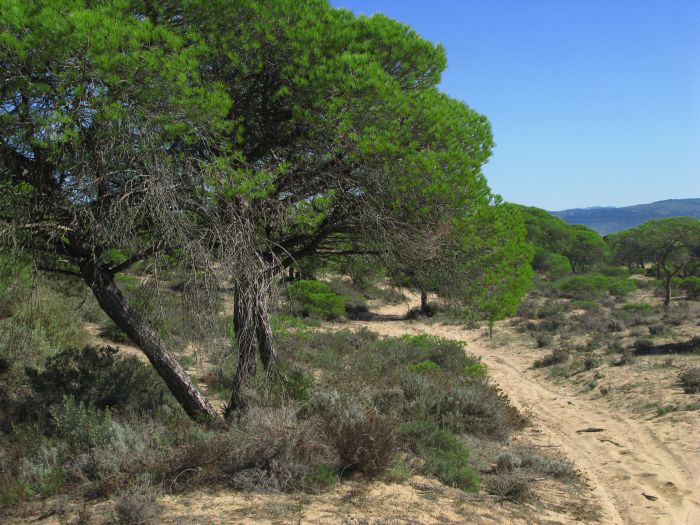 Coto de Doñana Trail