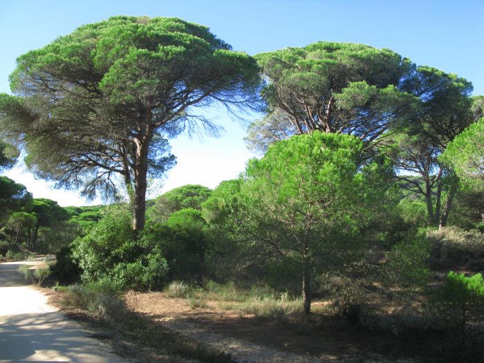 Coto de Doñana Trail