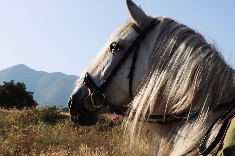 Rancho La Paz - Andalusiergestüt