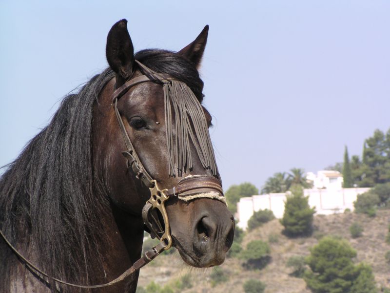 Rancho La Paz - Andalusiergestüt