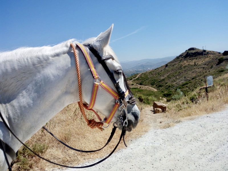 Rancho La Paz - Andalusiergestüt