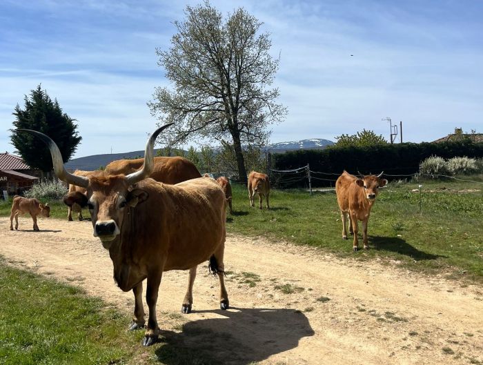 Camino de Santiago - Wanderritt auf dem Jakobsweg